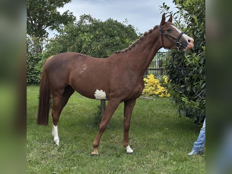 Trakehner Stute 5 Jahre 156 cm Dunkelfuchs in Kirchheilingen