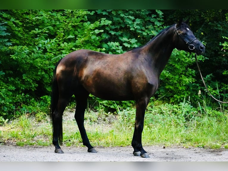 Trakehner Stute 5 Jahre 160 cm Rappe in Boizenburg