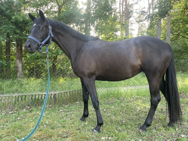 Trakehner Stute 5 Jahre 160 cm Rappe in Boizenburg