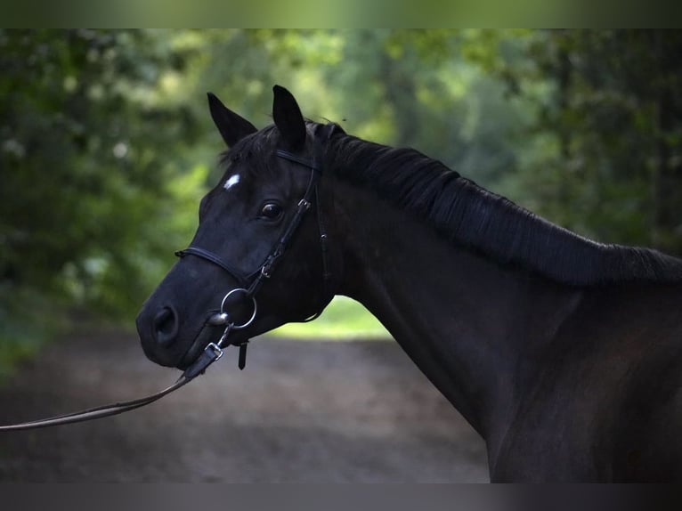 Trakehner Stute 5 Jahre 160 cm Rappe in Boizenburg