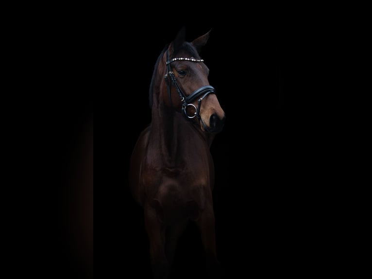 Trakehner Stute 5 Jahre 162 cm Brauner in Linnich