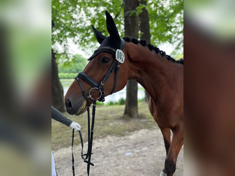 Trakehner Stute 5 Jahre 162 cm Brauner in Linnich