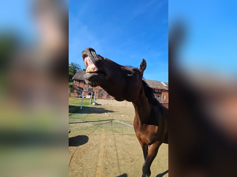 Trakehner Stute 5 Jahre 162 cm Brauner in Dannenberg (Elbe) Klein Heide
