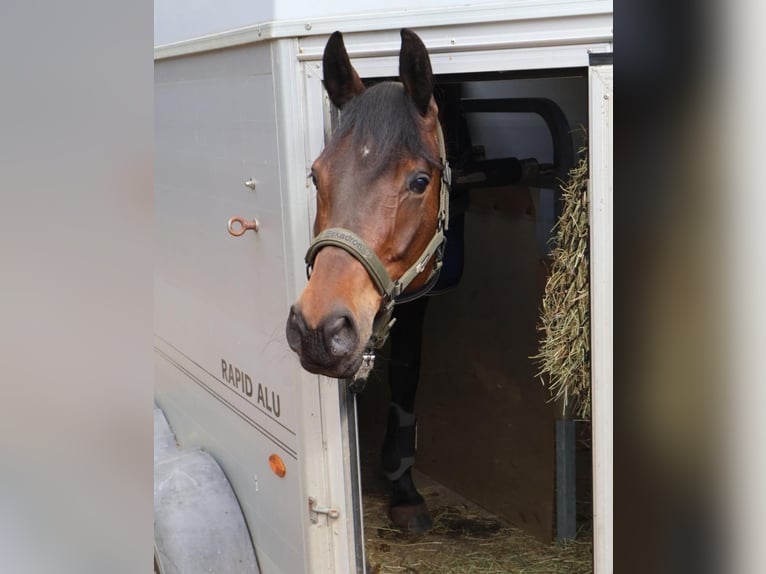 Trakehner Stute 5 Jahre 162 cm Brauner in Dannenberg (Elbe) Klein Heide
