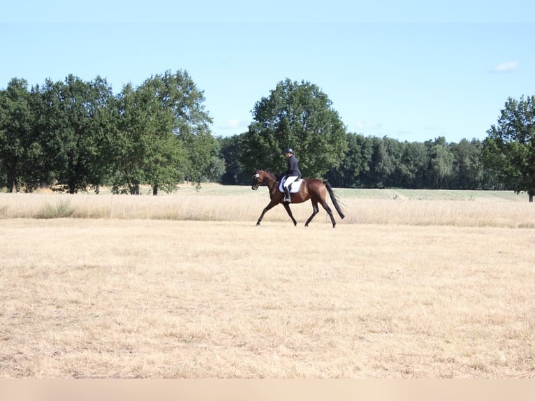 Trakehner Stute 5 Jahre 162 cm Brauner in Dannenberg (Elbe) Klein Heide