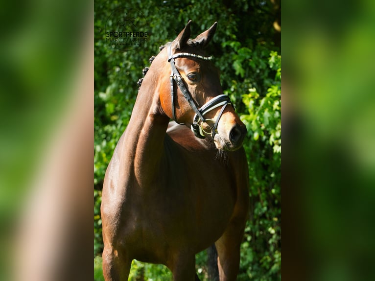 Trakehner Stute 5 Jahre 162 cm Dunkelbrauner in Ennigerloh