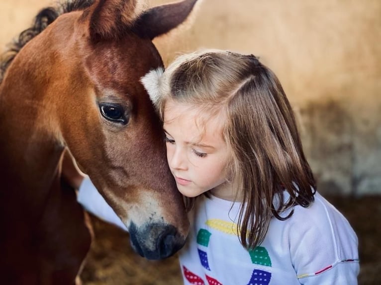 Trakehner Stute 5 Jahre 163 cm Brauner in Bosau