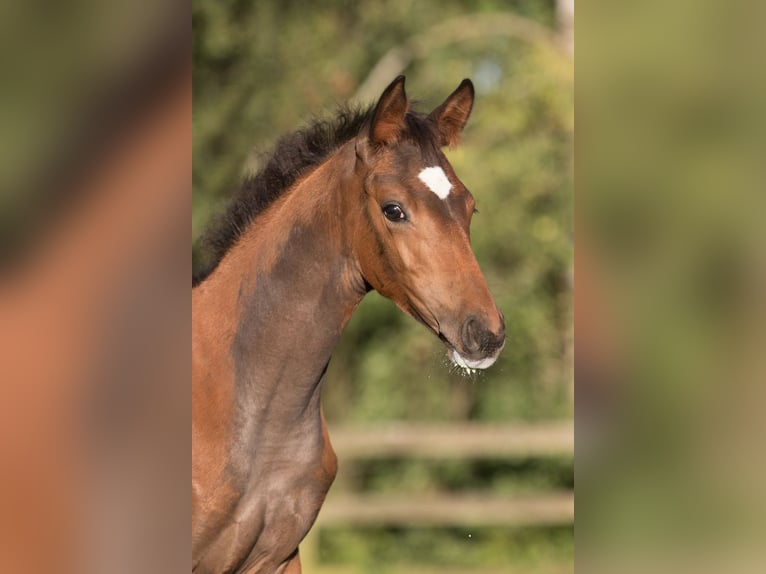 Trakehner Stute 5 Jahre 163 cm in Majenfelde