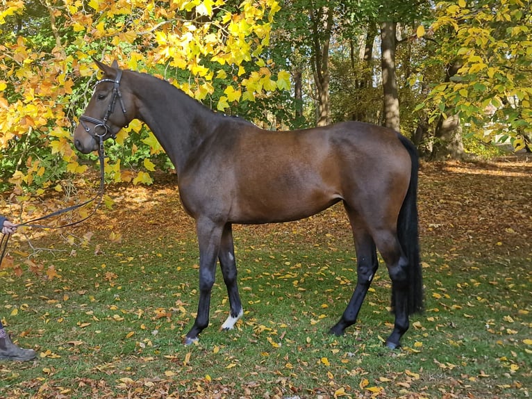 Trakehner Stute 5 Jahre 163 cm in Majenfelde