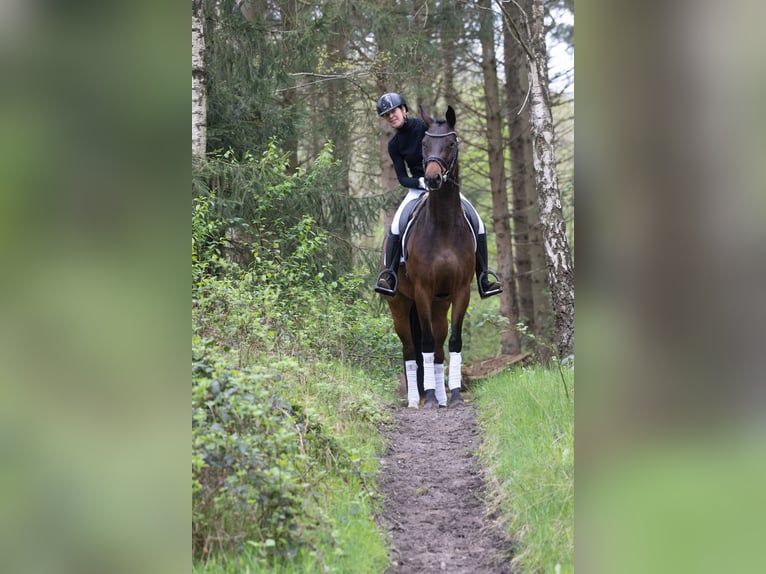 Trakehner Stute 5 Jahre 164 cm Brauner in Lentföhrden