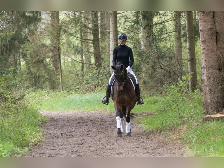 Trakehner Stute 5 Jahre 164 cm Brauner in Lentföhrden