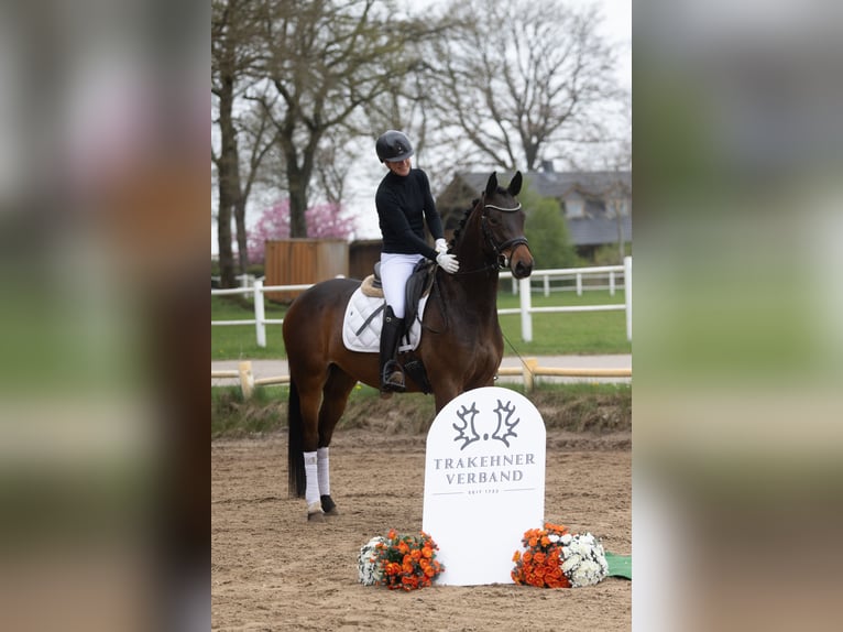 Trakehner Stute 5 Jahre 164 cm Brauner in Lentföhrden
