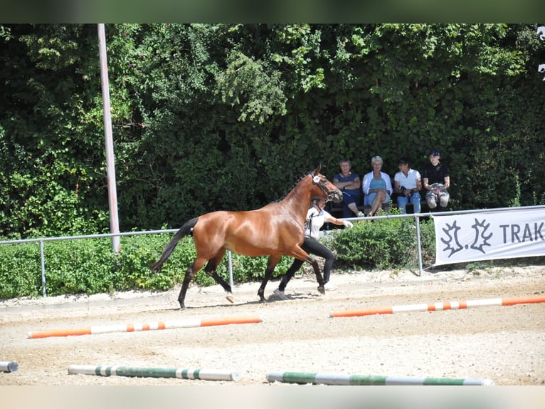 Trakehner Stute 5 Jahre 164 cm Brauner in Dachau