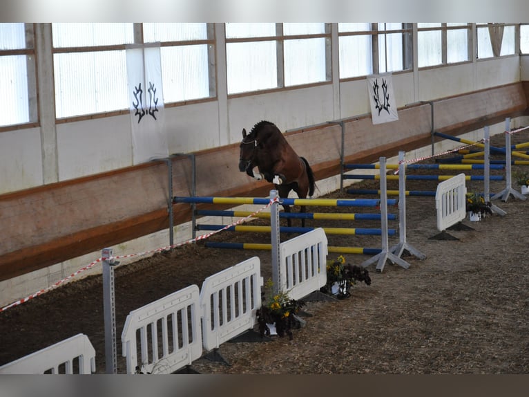 Trakehner Stute 5 Jahre 164 cm Brauner in Dachau