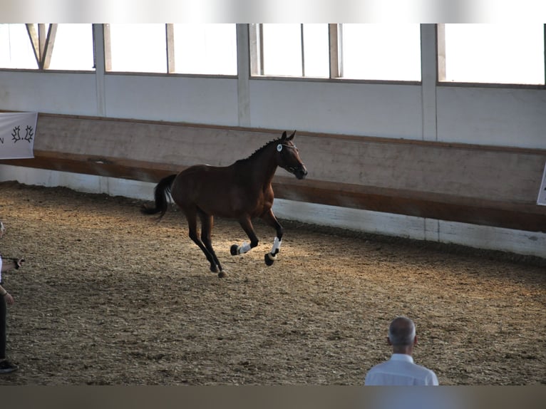 Trakehner Stute 5 Jahre 164 cm Brauner in Dachau