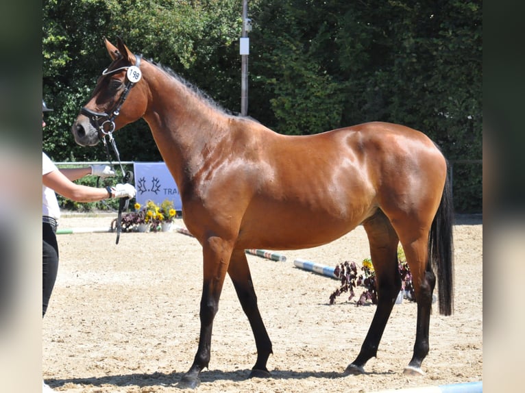 Trakehner Stute 5 Jahre 164 cm Brauner in Dachau