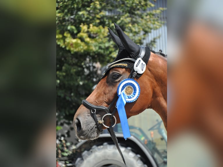 Trakehner Stute 5 Jahre 164 cm Brauner in Dachau