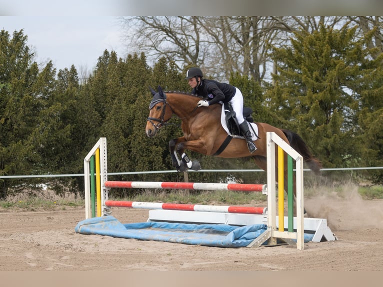 Trakehner Stute 5 Jahre 164 cm Brauner in Brakel