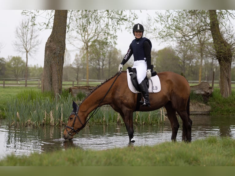 Trakehner Stute 5 Jahre 164 cm Brauner in Brakel