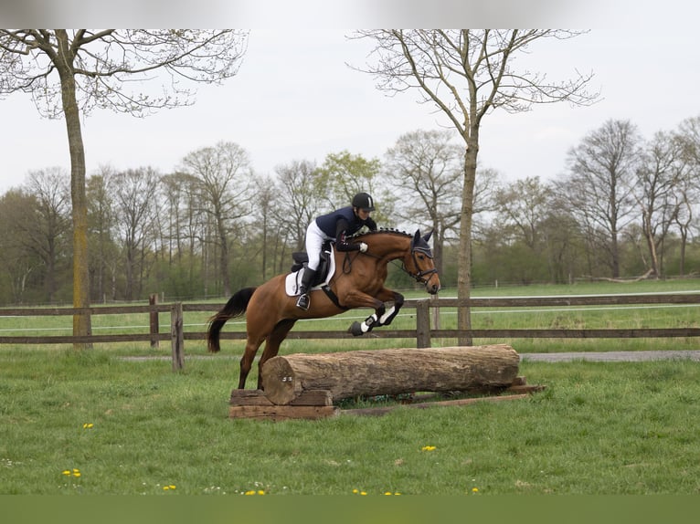 Trakehner Stute 5 Jahre 164 cm Brauner in Brakel