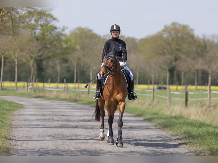 Trakehner Stute 5 Jahre 164 cm Brauner in Brakel