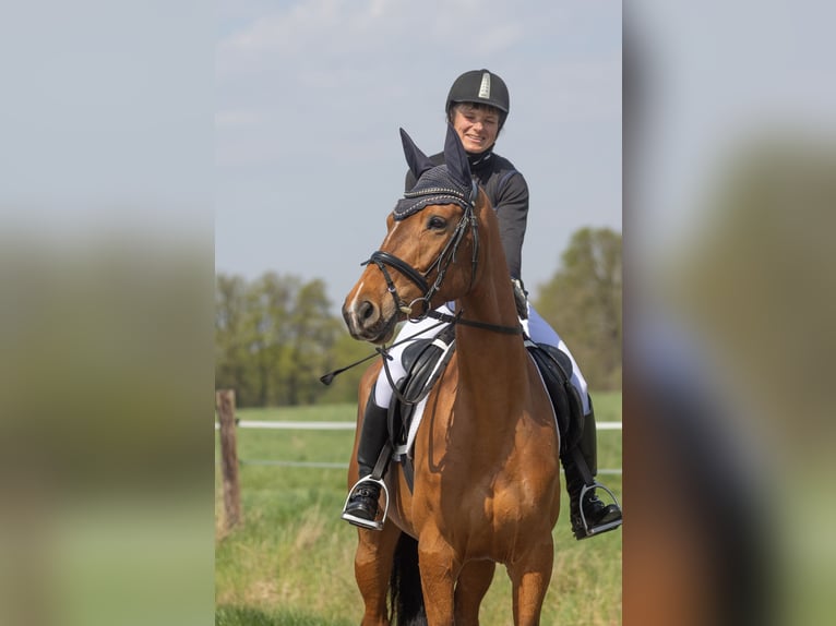 Trakehner Stute 5 Jahre 164 cm Brauner in Brakel