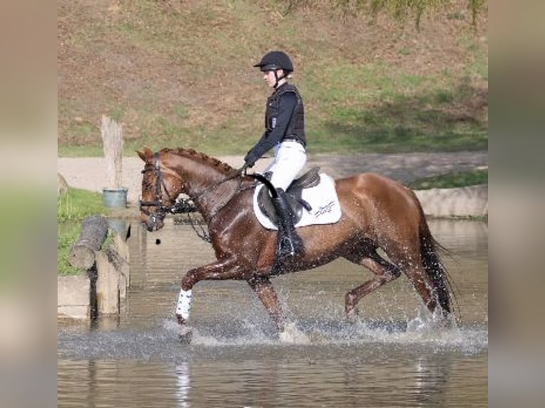 Trakehner Stute 5 Jahre 164 cm Dunkelfuchs in Scharbeutz