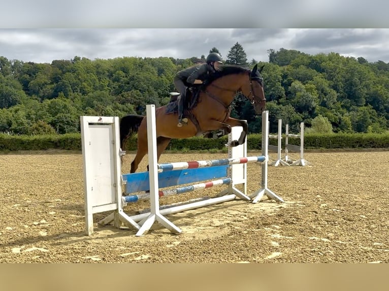Trakehner Stute 5 Jahre 165 cm Brauner in Heiligenhaus