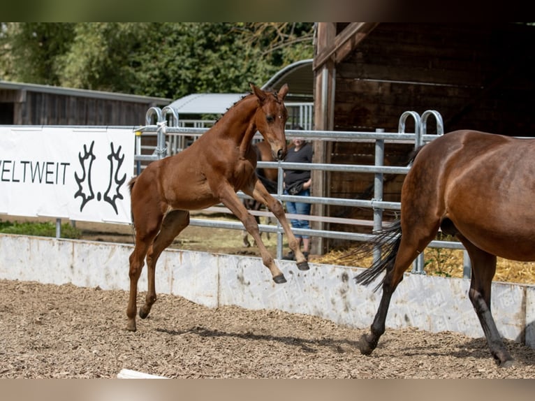 Trakehner Stute 5 Jahre 165 cm Brauner in Günzburg