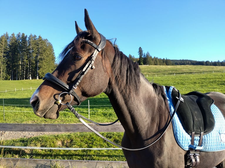 Trakehner Stute 5 Jahre 165 cm Dunkelbrauner in Weitnau