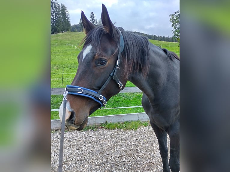 Trakehner Stute 5 Jahre 165 cm Dunkelbrauner in Weitnau