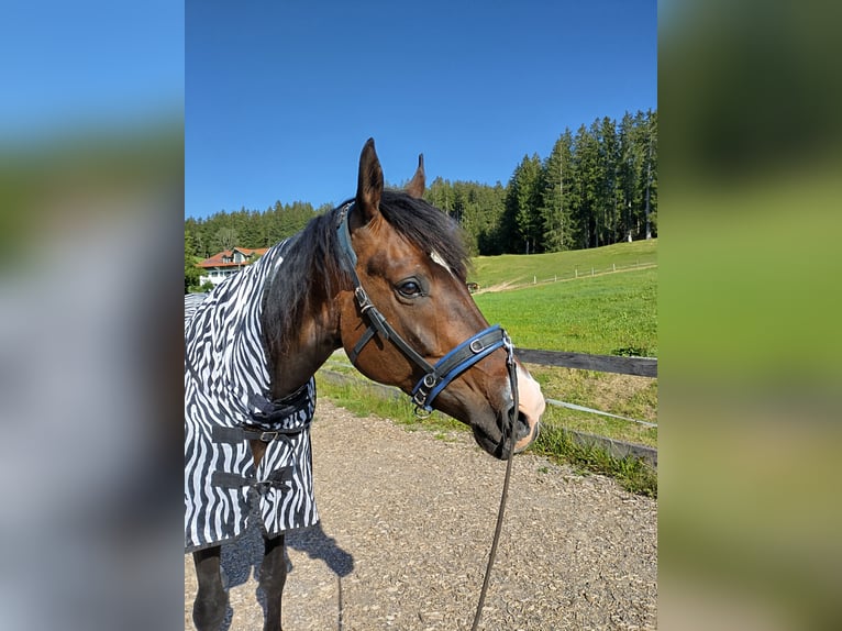 Trakehner Stute 5 Jahre 165 cm Dunkelbrauner in Weitnau