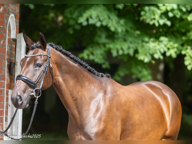 Trakehner Stute 5 Jahre 165 cm Dunkelbrauner in Kleve
