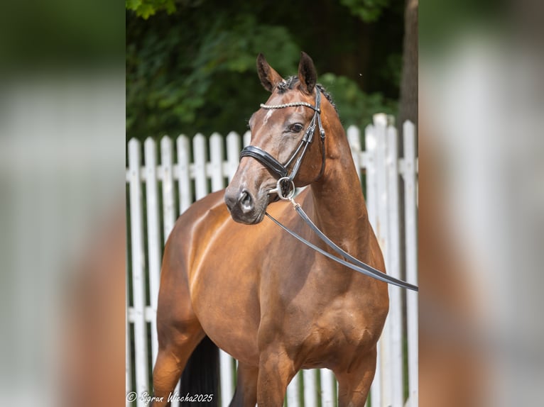 Trakehner Stute 5 Jahre 165 cm Dunkelbrauner in Kleve