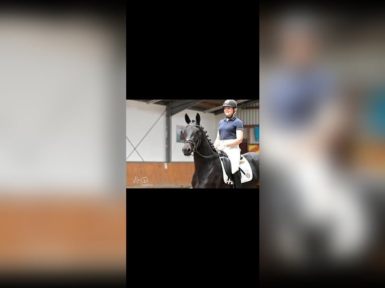 Trakehner Stute 5 Jahre 165 cm Dunkelbrauner in Bodenfelde