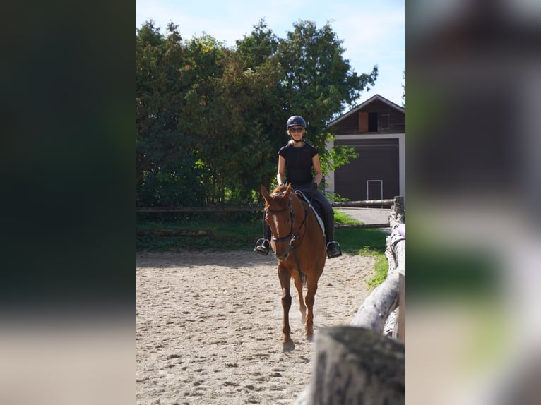 Trakehner Stute 5 Jahre 165 cm Dunkelfuchs in Unterkirchbach