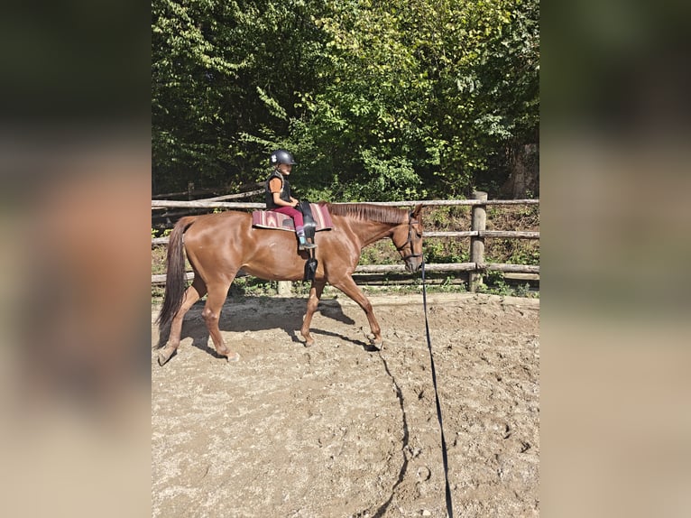 Trakehner Stute 5 Jahre 165 cm Dunkelfuchs in Unterkirchbach