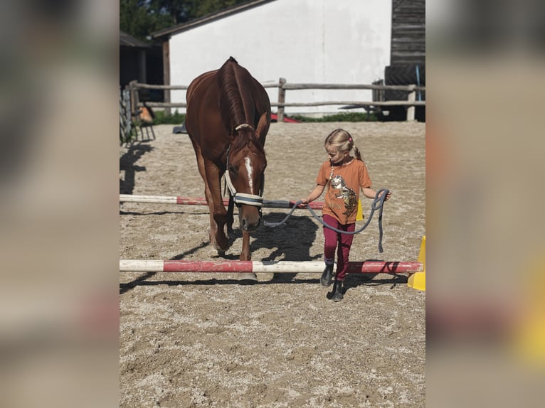 Trakehner Stute 5 Jahre 165 cm Dunkelfuchs in Unterkirchbach