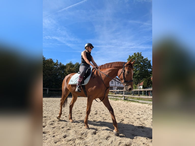 Trakehner Stute 5 Jahre 165 cm Dunkelfuchs in Unterkirchbach