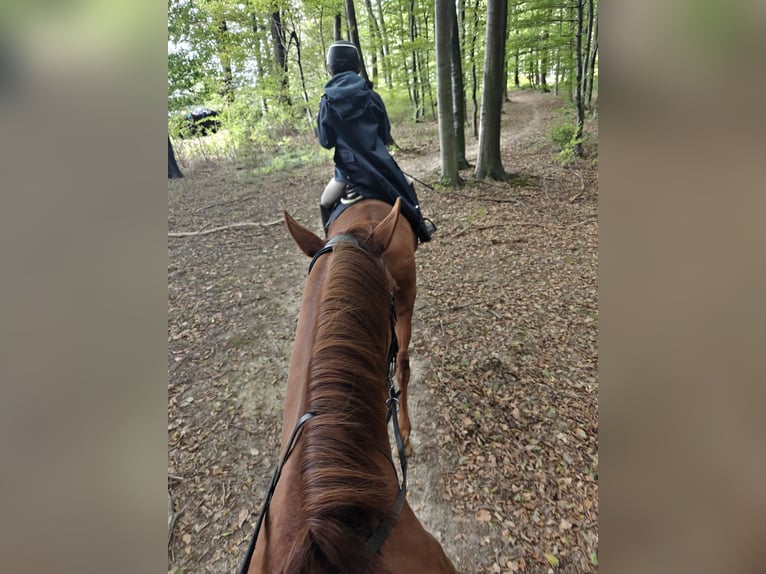 Trakehner Stute 5 Jahre 165 cm Dunkelfuchs in Unterkirchbach