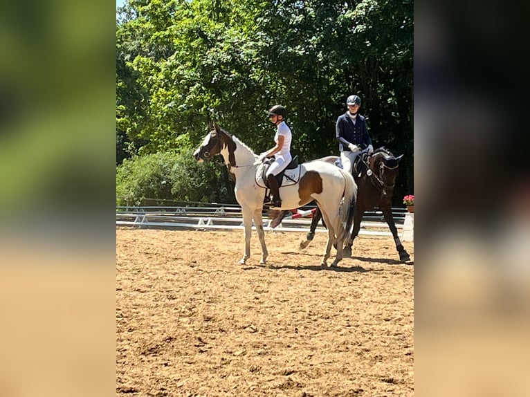 Trakehner Stute 5 Jahre 165 cm Schecke in Oschatz