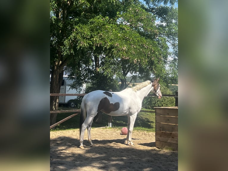 Trakehner Stute 5 Jahre 165 cm Schecke in Oschatz