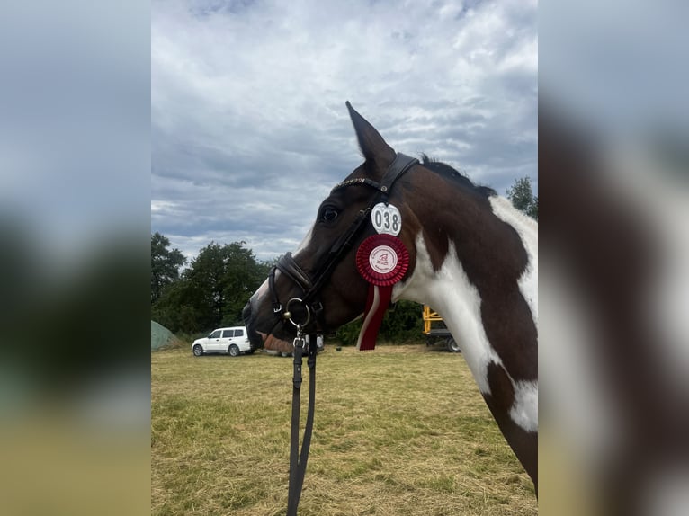 Trakehner Stute 5 Jahre 165 cm Schecke in Oschatz