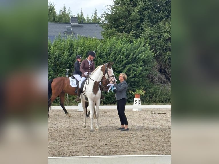 Trakehner Stute 5 Jahre 165 cm Schecke in Oschatz