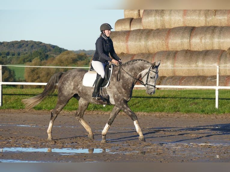 Trakehner Stute 5 Jahre 166 cm Schimmel in Ganschow