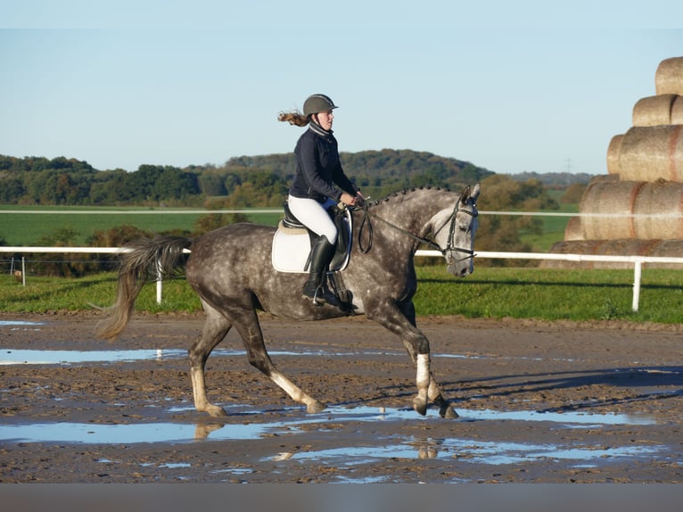 Trakehner Stute 5 Jahre 166 cm Schimmel in Ganschow