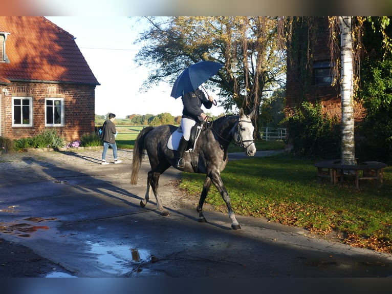 Trakehner Stute 5 Jahre 166 cm Schimmel in Ganschow