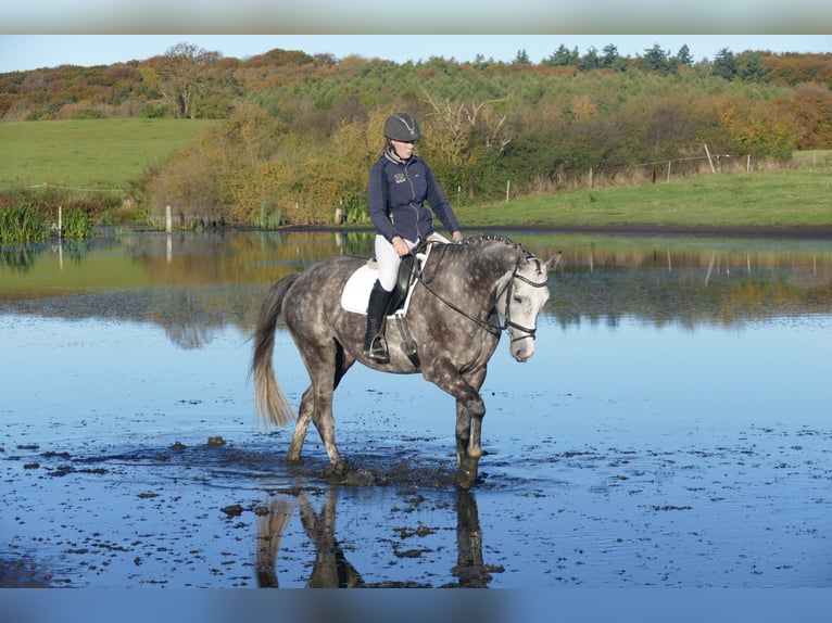 Trakehner Stute 5 Jahre 166 cm Schimmel in Ganschow