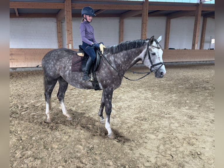 Trakehner Stute 5 Jahre 166 cm Schimmel in Ganschow
