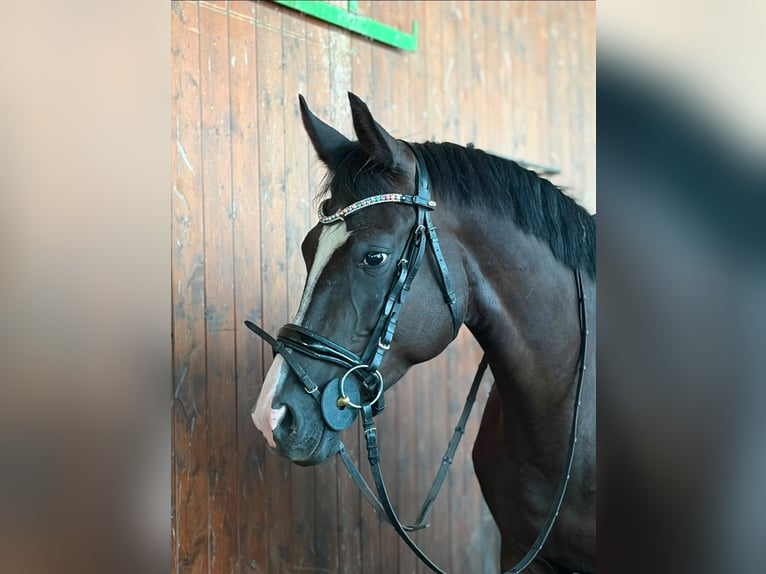Trakehner Stute 5 Jahre 166 cm Schwarzbrauner in Wadern